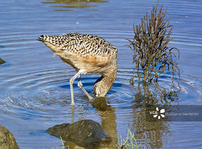 长嘴杓鹬觅食特写图片素材