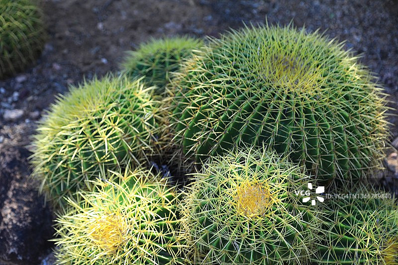 桶形仙人掌什锦图片素材