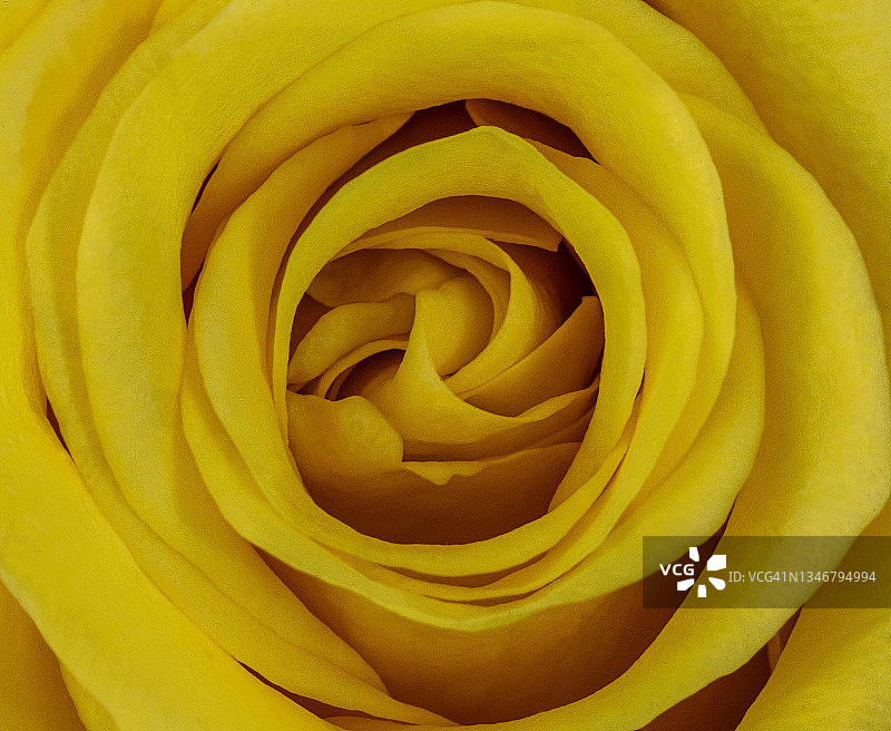 黄色玫瑰的微距照片图片素材