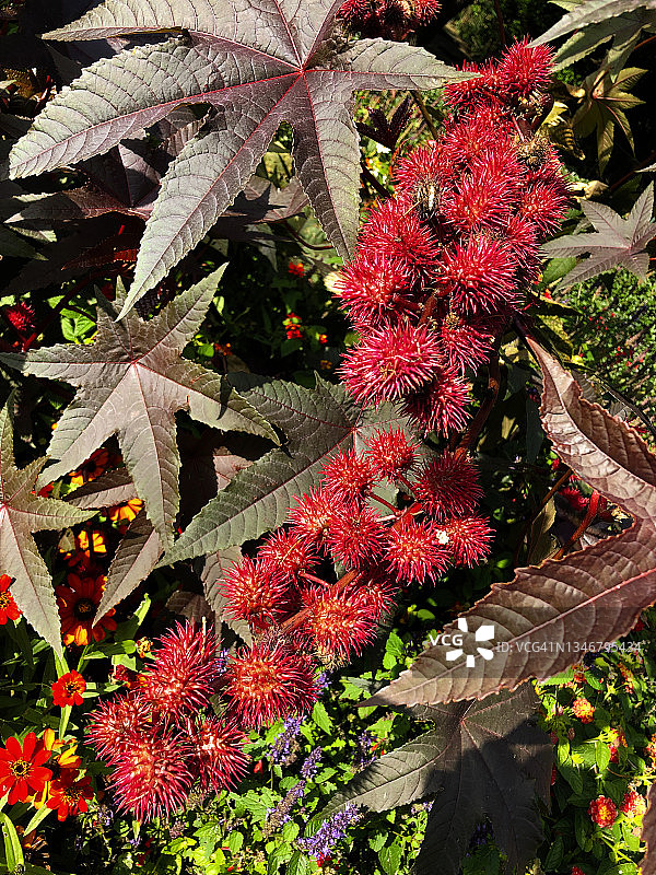 蓖麻花与正在发育的种子荚图片素材