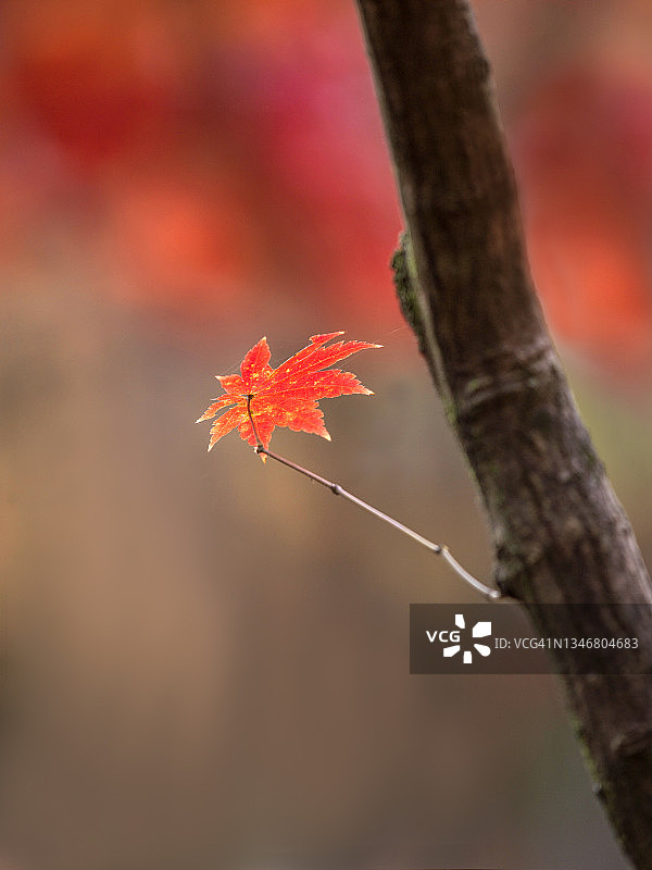 韩国南怡岛秋季风光图片素材