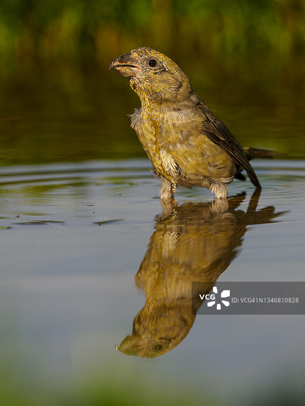 雌性普通交嘴雀特写：在阳光明媚的日子里从河中取水图片素材
