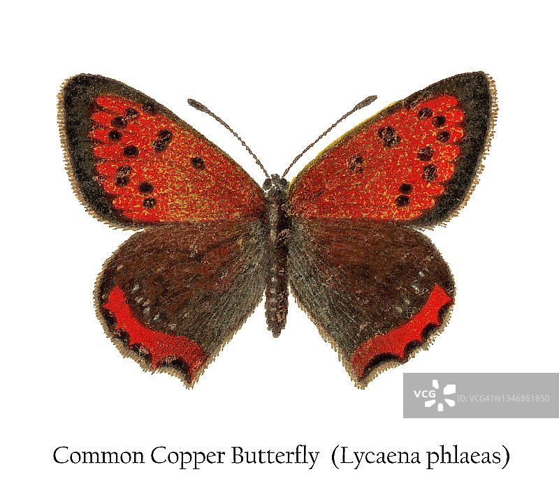 老式彩色石印插图：普通铜色蝴蝶图片素材