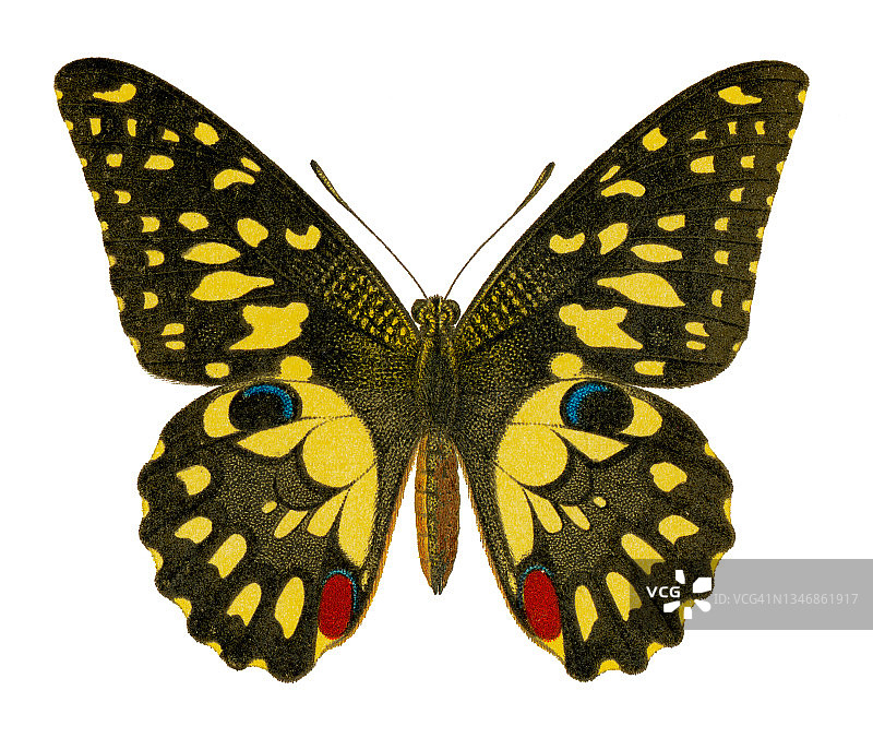 鸟翼蝶（Papilio erichthonius）的古老彩色石印插图图片素材