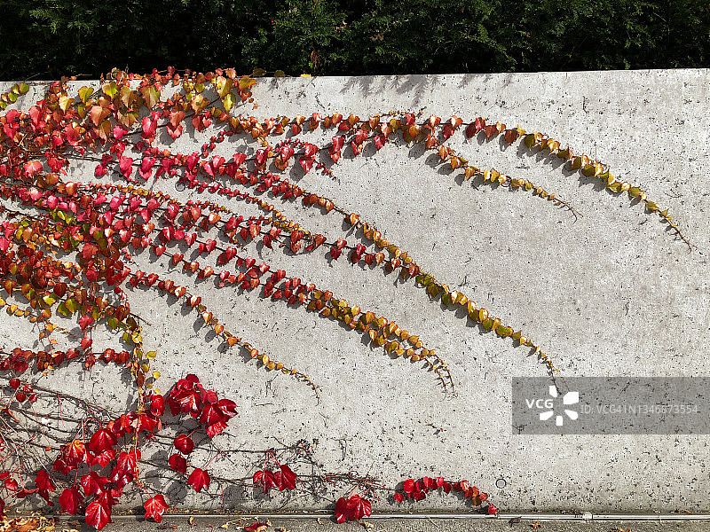 墙上红色的贴梗海棠叶图片素材