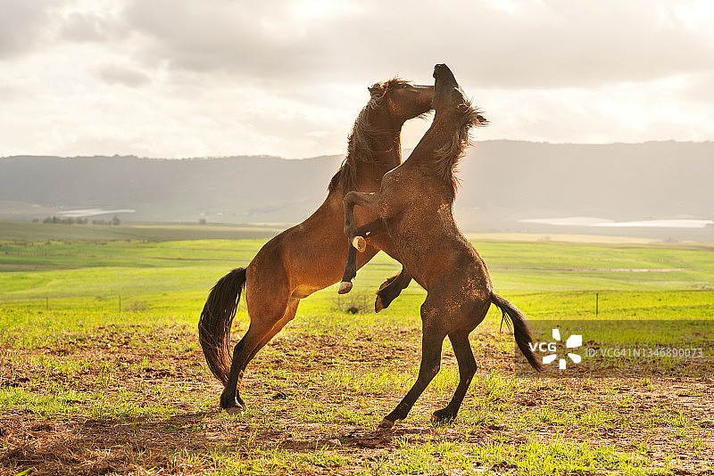 阳光明媚的早晨，两匹马在田野里互相切磋图片素材