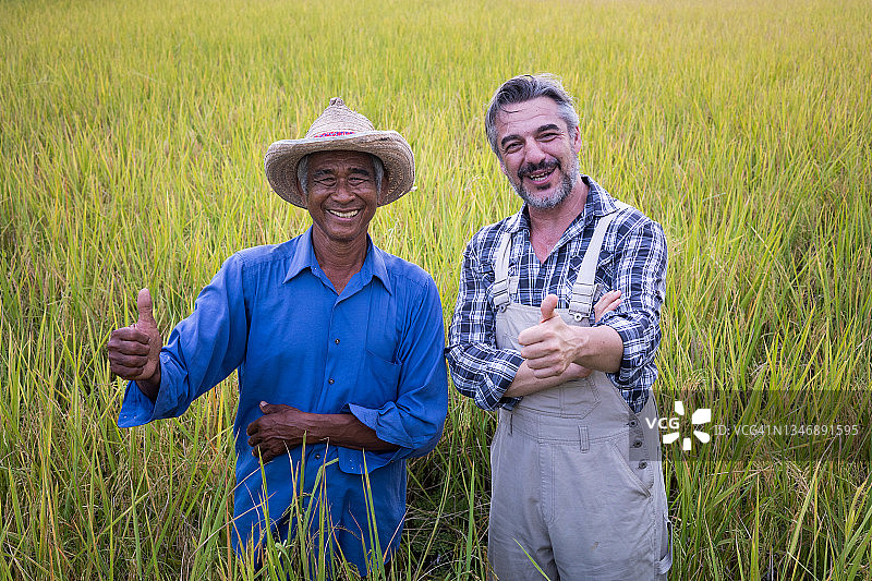 农民和外国朋友在稻田里图片素材