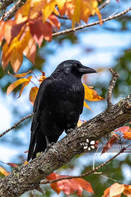 秋叶栖息枝头的美洲乌鸦图片素材