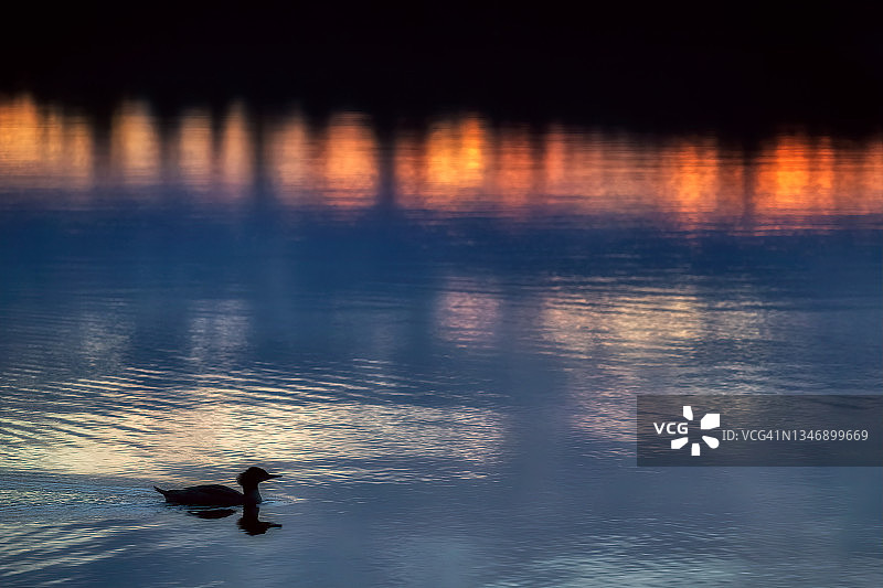 纽约州萨拉纳克湖附近，夕阳下秋沙鸭在鱼溪池塘中游泳的剪影和倒影图片素材