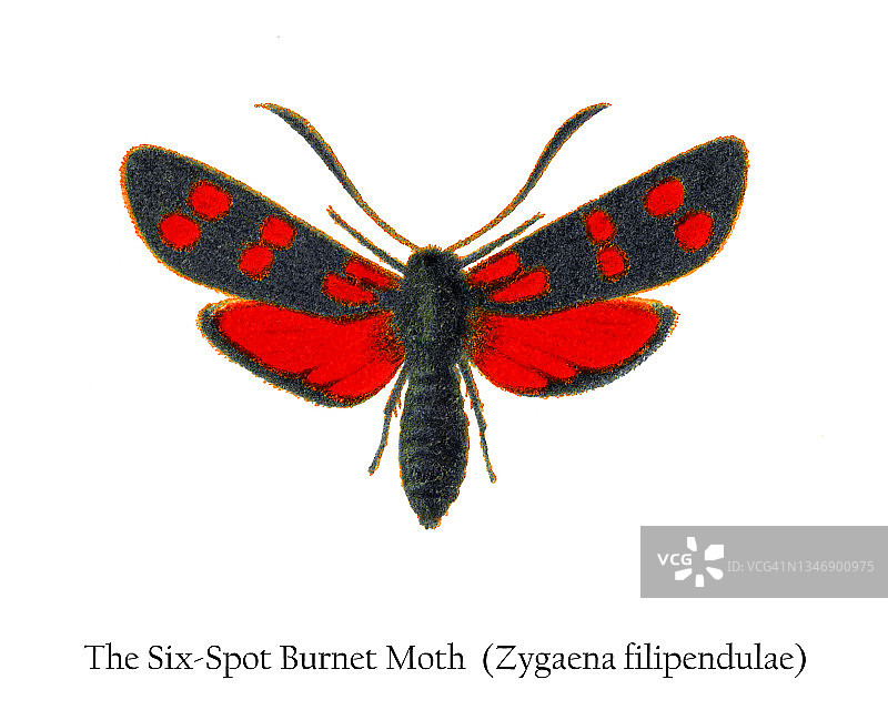 六点苎麻蛾古老彩色石印插画图片素材