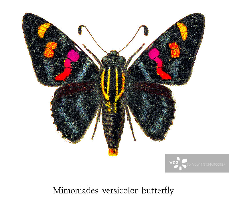 老式彩色石印插图：Mimoniades versicolor蝴蝶图片素材
