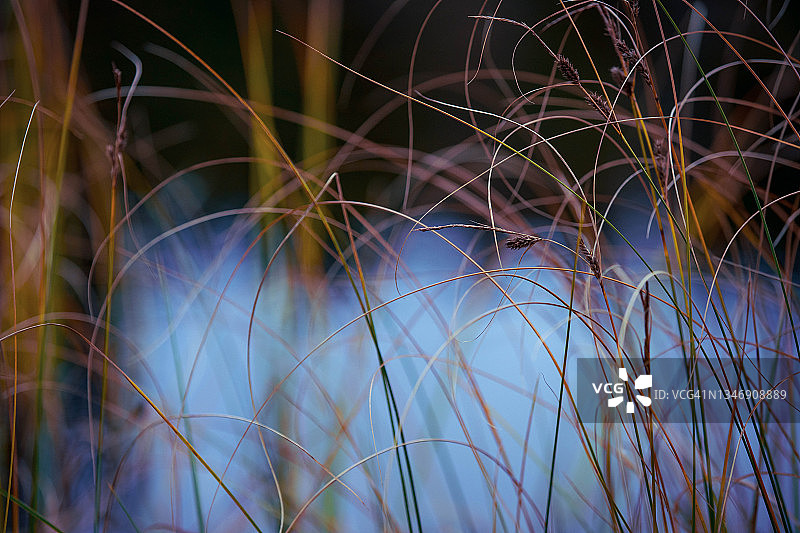 抽象自然艺术-秋色草/稻草图片素材