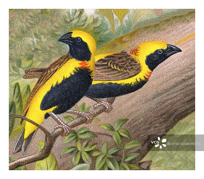 鸟类学旧版石印画-黄冠主教鸟图片素材