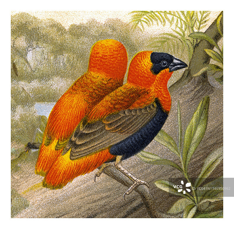 鸟类学旧石版画：红主教织巢鸟图片素材