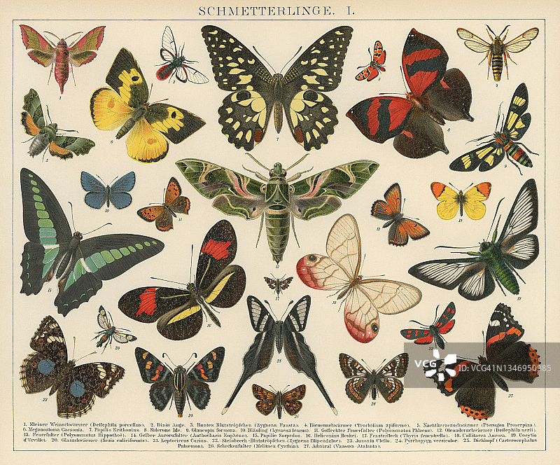 老式彩色石印插图：蛾和蝴蝶图片素材