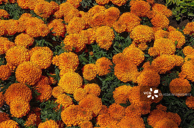 盛开的万寿菊花坛图片素材