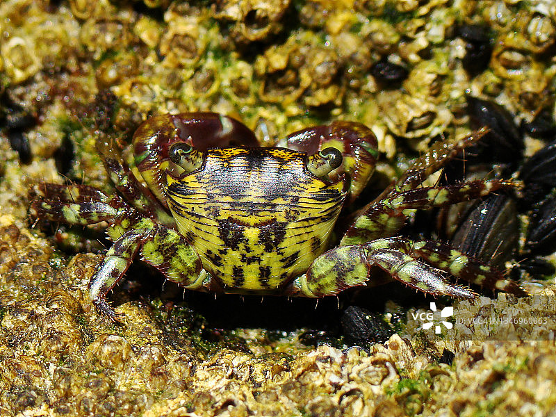 斑驳岸蟹（Pachygrapsus transversus）图片素材