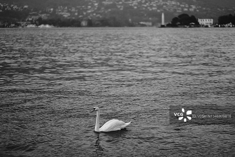 湖中的天鹅图片素材