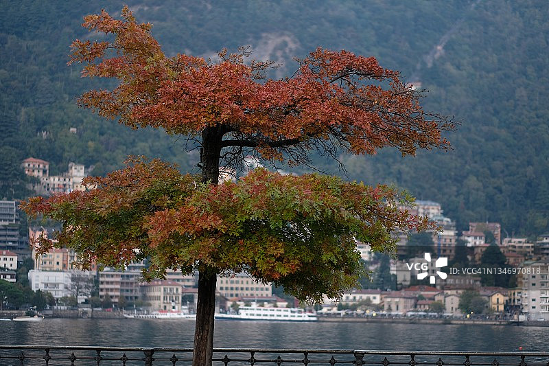 湖边具有秋季色彩的绿叶树图片素材