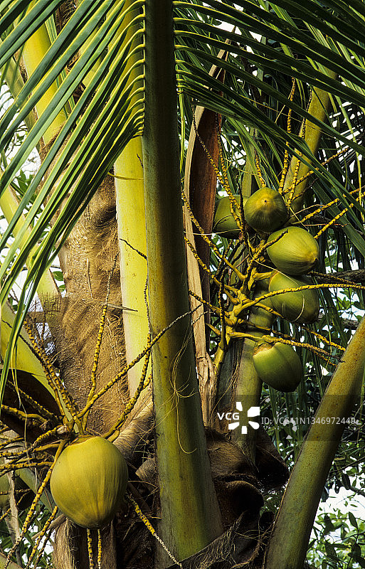 带有大种子或坚果的椰子树图片素材