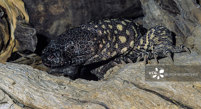 希拉毒蜥（Heloderma suspectum）一种有毒蜥蜴，发现于美国西南部和墨西哥图片素材