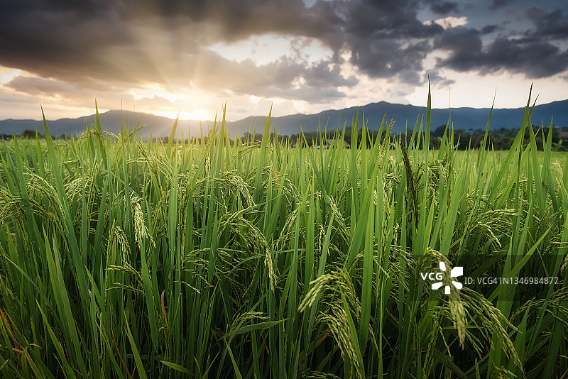日落时稻田秧苗特写图片素材