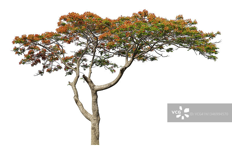 盛开的马拉巴大树，白色背景，带裁剪路径图片素材