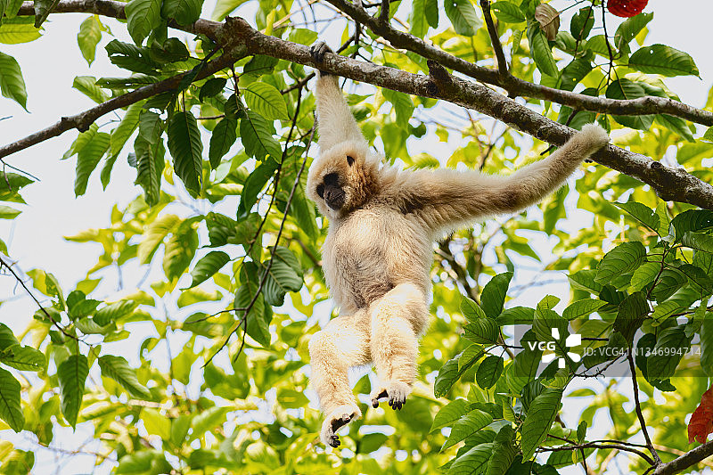 热带雨林中的白掌长臂猿图片素材
