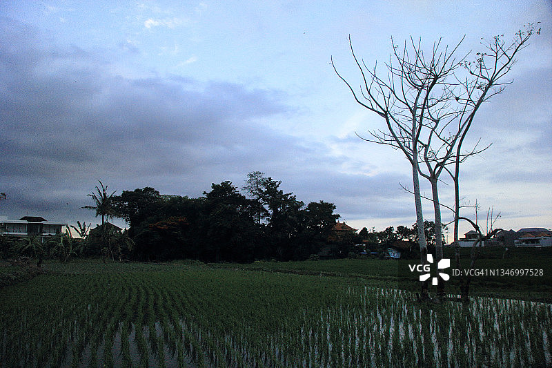 巴厘岛乡村稻田风光图片素材