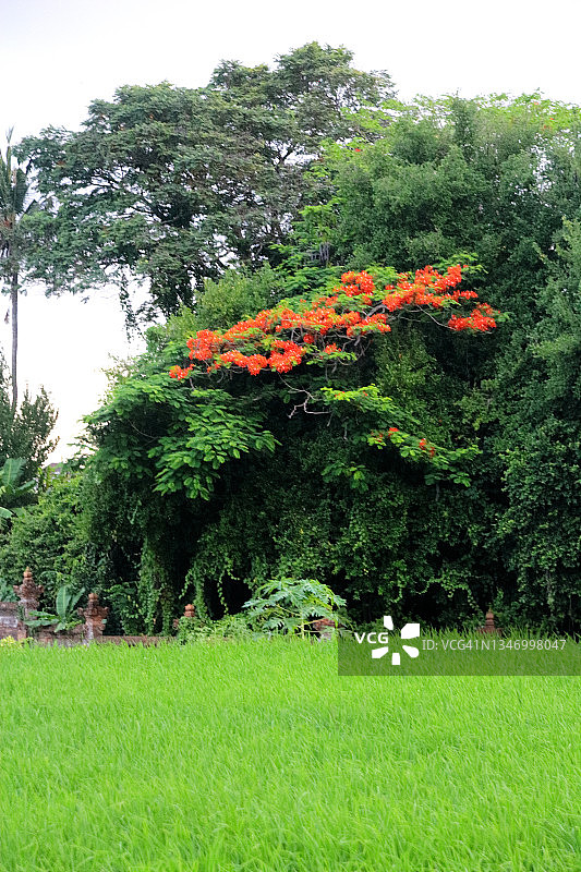 带稻田的热带森林风景图片素材