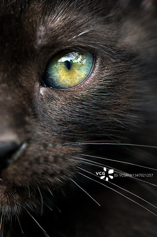 黑色小猫绿色眼睛特写图片素材