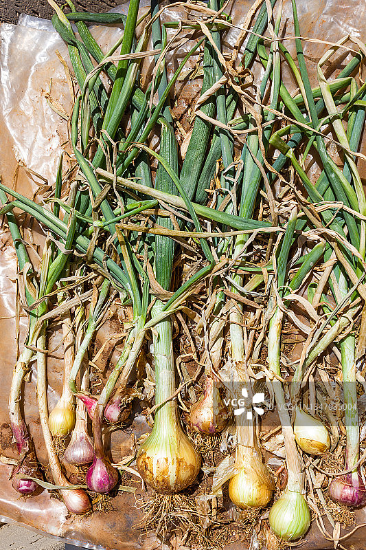 阳光下晾晒的带绿茎洋葱精选图片素材