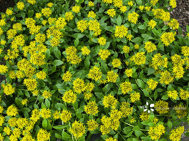 盛开的费菜花图片素材