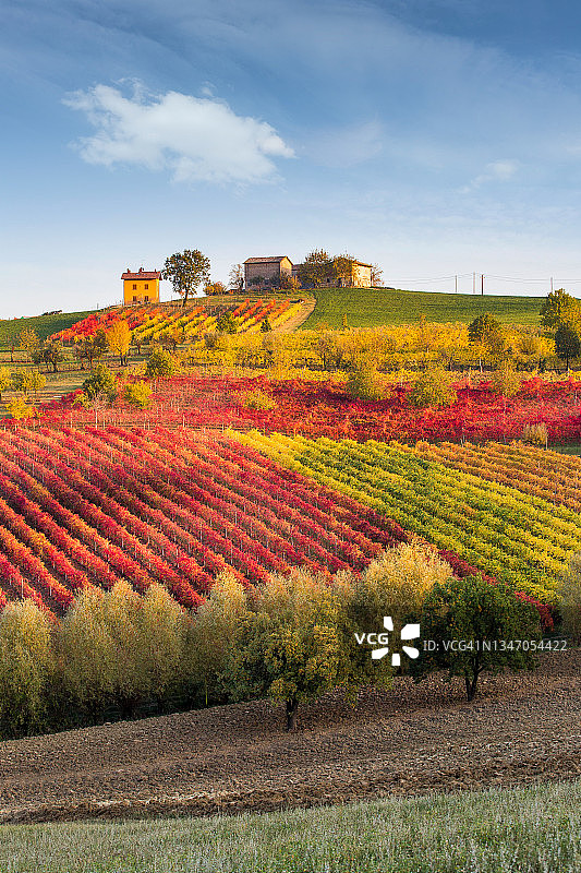 摩德纳省卡斯特尔韦特罗的秋季葡萄园图片素材
