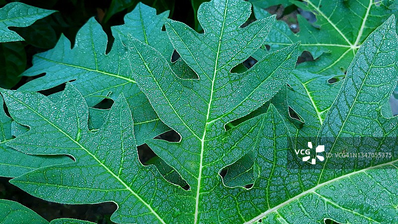 宏观自然与静态摄影图片素材