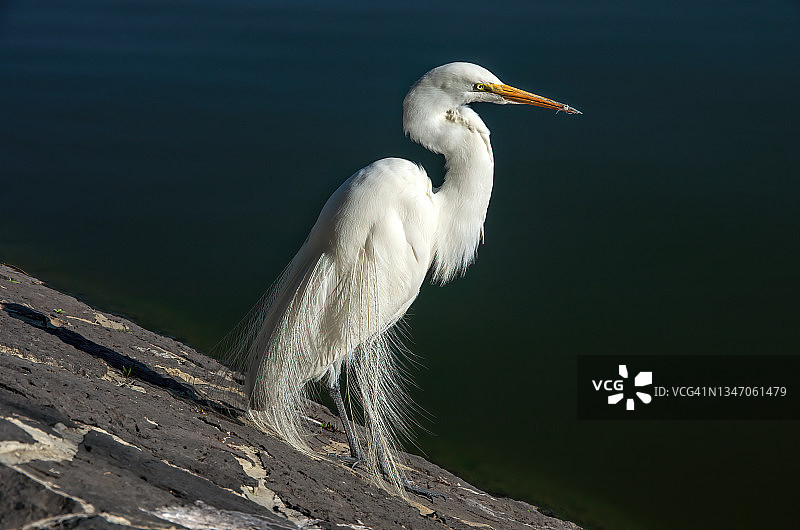 墨西哥城查普尔特佩克公园查普尔特佩克湖旁的大白鹭图片素材