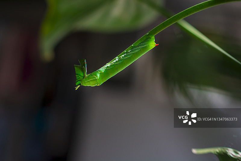 昆虫在植物上的特写镜头图片素材