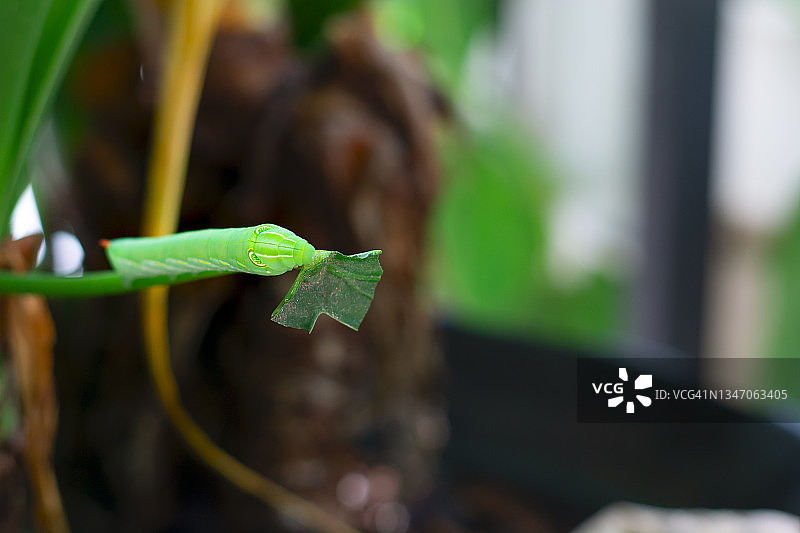 昆虫在植物上的特写镜头图片素材