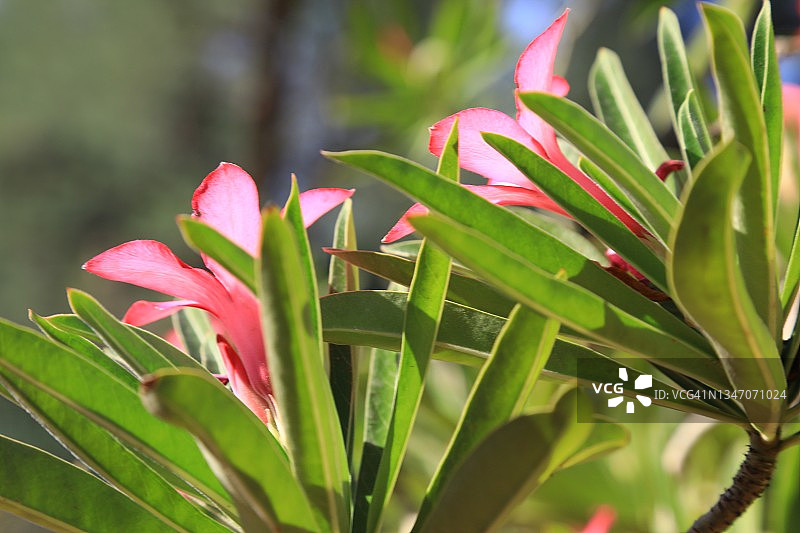 沙漠玫瑰灌木图片素材