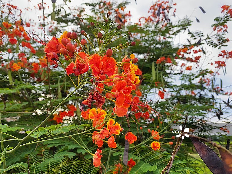 赪桐花之美特写图片素材