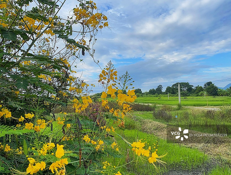 赪桐花之美特写图片素材