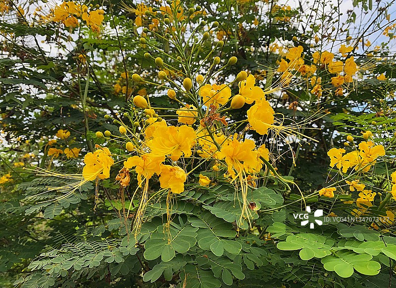 赪桐花之美特写图片素材
