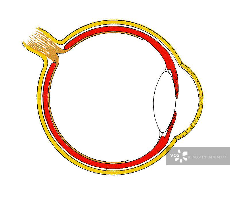 人体眼睛解剖结构的古老版画图片素材