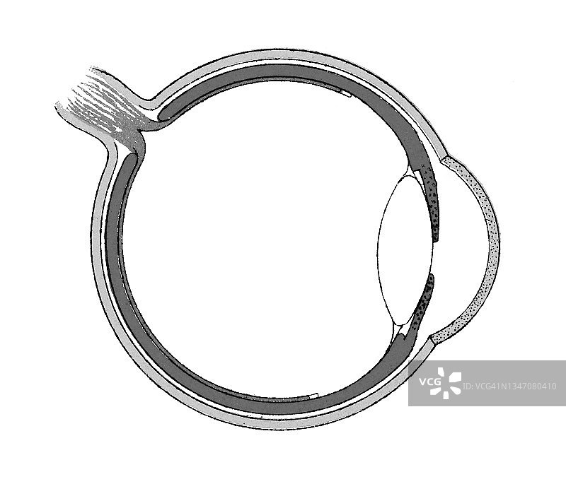 人体眼睛解剖结构的古老版画图片素材