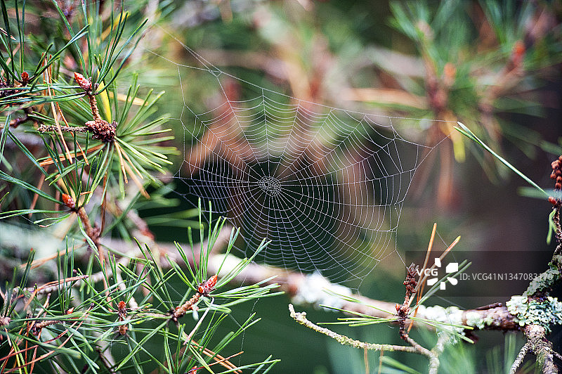 英国萨里郡森林和林地的蜘蛛网特写图片素材