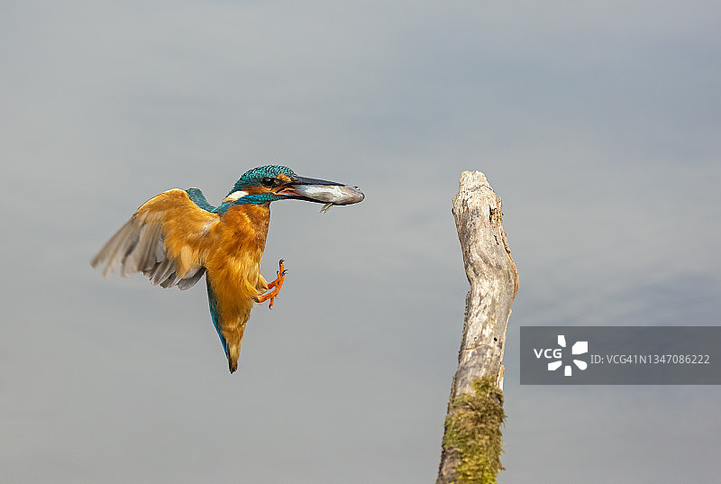 普通翠鸟图片素材