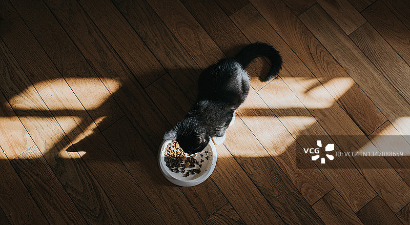 一只小猫蹲在宠物食品碗旁享用美食图片素材
