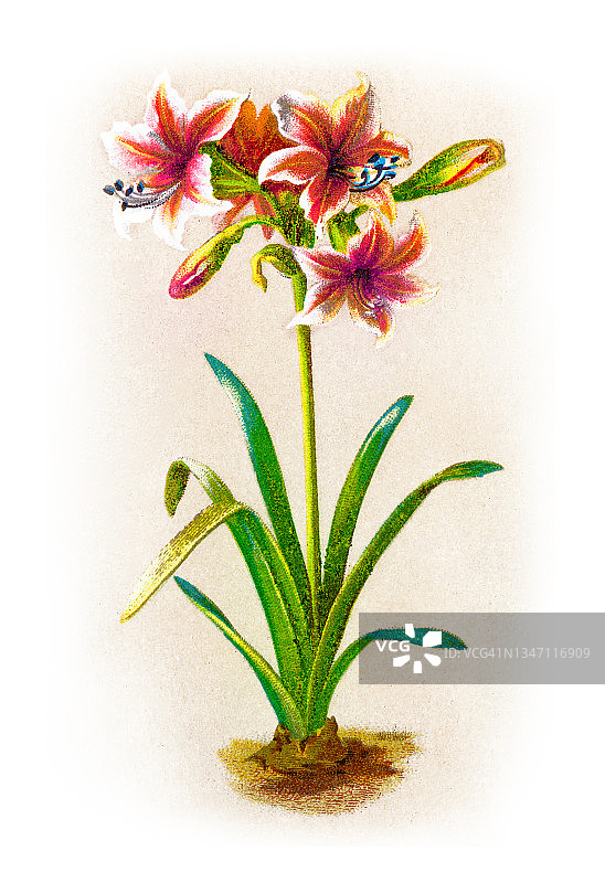 孤挺花植物的老式彩色石印插图图片素材