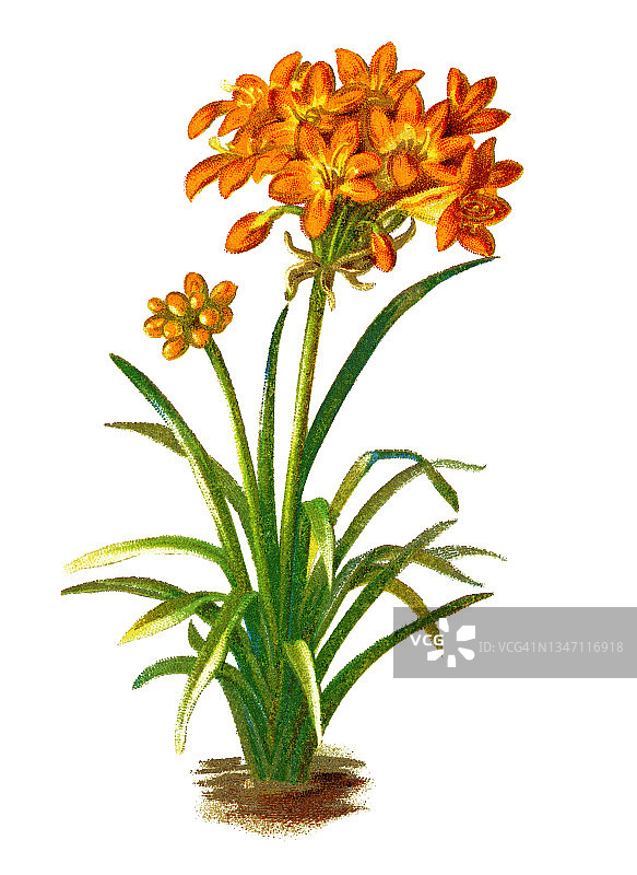 老式彩色石印植物插图：朱顶红图片素材