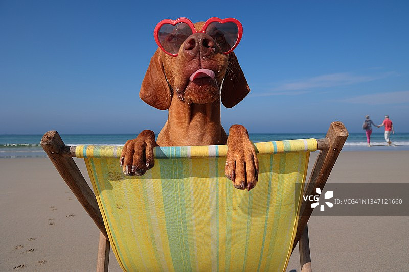 坐在躺椅上的狗图片素材